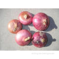 New Crop Natural Fresh Red Onion , No Worm - Eaten 30kg / M